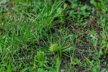 Unripe chestnut fruit with spiky green husk lying on the ground amidst grass, captured in a natural outdoor setting on a summer day.
