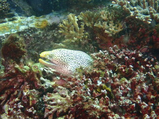 サンゴの間から顔を出すウツボ