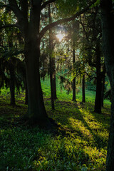Sunlight filters through tall trees in a serene forest, casting long shadows on the green forest floor. The scene captures the peaceful atmosphere of nature in the evening.
