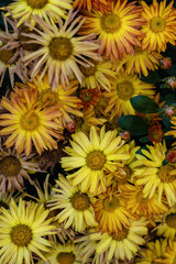 Close-up of numerous yellow flowers with petals in varying stages of bloom, some with brown edges, surrounded by green leaves, creating a vibrant autumnal display in a natural outdoor setting.
