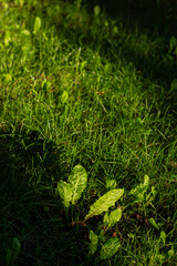 A close-up of green grass and dandelion leaves, illuminated by warm evening sunlight, with shadows cast on the ground, creating a natural, serene outdoor scene.
