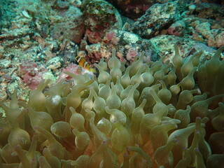 海の岩場に生えるサンゴイソギンチャク