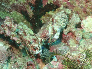 海の岩場を泳ぐ茶色い海藻に擬態した魚のホソフウライウオ