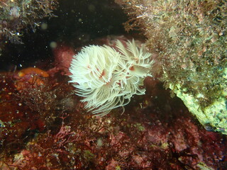 海の岩場に生息する白いオオナガレカンザシ