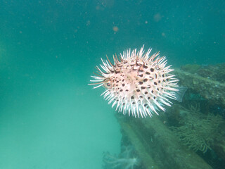 海の岩場を泳ぐ魚の膨らんだハリセンボン