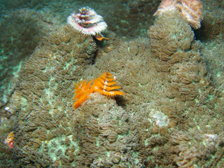 珊瑚の間に生息するオレンジ色のイバラカンザシ