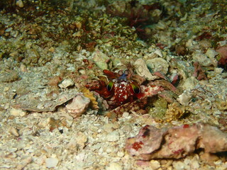 海の砂地の巣穴から顔を出すモンハナシャコ