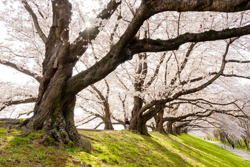 Obraz premium 背割堤の満開の桜並木 京都府