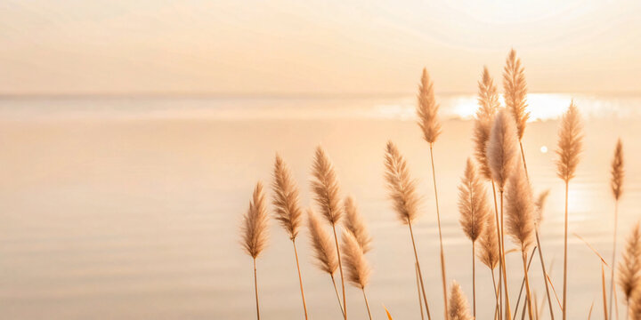 dry grass sun rays background wind nature landscape freedom Sky background, light pink