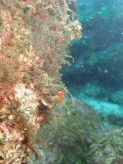 海の海藻が生えた岩に捕まるオレンジ色のタツノオトシゴのハチジョウダツ
