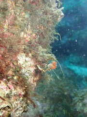 海の海藻が生えた岩に捕まるオレンジ色のタツノオトシゴのハチジョウダツ