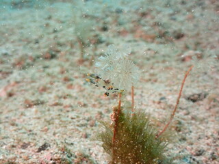 海藻の上を這う白く透明なツノザヤウミウシ