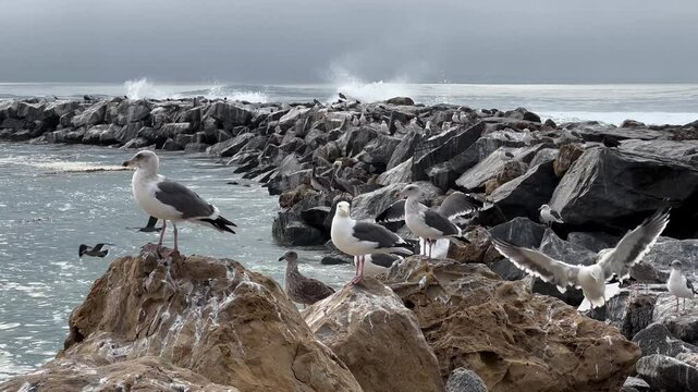 Coastal Video from the Boat House at Vandenberg SFB. A video capturing the movement of waves along the rugged coastline near the boat house at Vandenberg Space Force Base, California. 