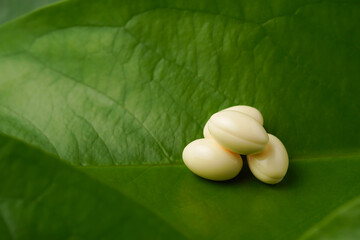 white softgels herbal medicine on leaves, capsules with vitamin E, Cod liver oil, DHA, Fish oil omega 3