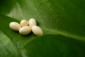 white softgels herbal medicine on leaves, capsules with vitamin E, Cod liver oil, DHA, Fish oil...