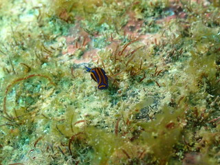 海藻の生えた海の岩の上を這うニシキツバメガイ