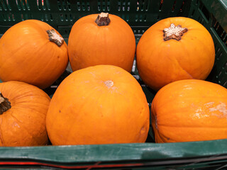 Fresh Organic Pumpkins Harvested for Autumn Celebrations