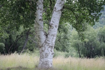 Fototapeta premium A tree with smooth, white bark that contrasts starkly with the surrounding forest