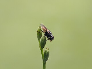 house fly on plant stem with blur background