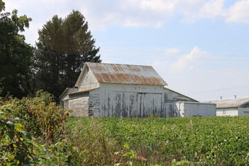 Obraz premium Old white barn with peeling paint with a soybean field in front of it in Three Rivers, Michigan