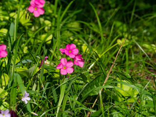 野原に咲くイモカタバミの花