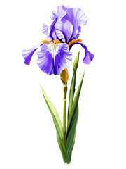 Purple iris hand drawn paint art illustration painting isolated white background transparent png