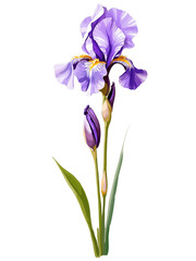 Purple iris hand drawn paint art illustration painting isolated white background transparent png