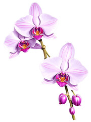 Purple orchid hand drawn paint art illustration painting isolated white background transparent png