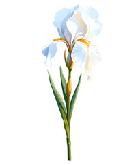 White iris hand drawn paint art illustration painting isolated white background transparent png