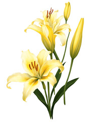 Yellow lily hand drawn paint art illustration painting isolated white background transparent png
