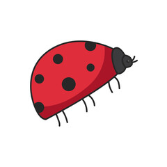 ladybug illustration