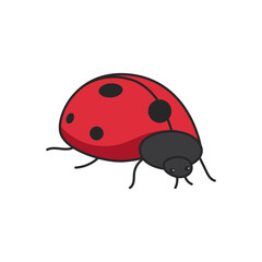 ladybug illustration