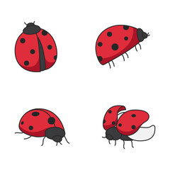 ladybug illustrations
