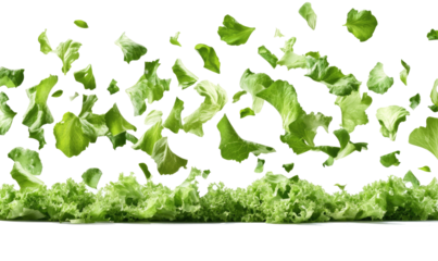 fresh green lettuce on transparent background