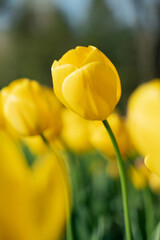 yellow tulips in the garden