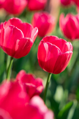 pink tulips in the garden