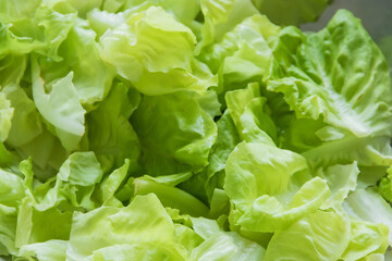 Fresh green lettuce is perfect for making salads to healthy meal.