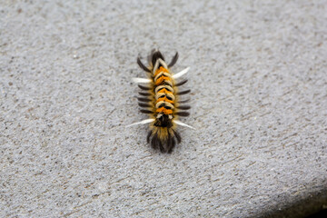 Euchaetes egle, the milkweed tiger moth or milkweed tussock moth, walking along a boardwalk trail.