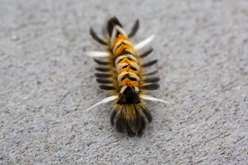 Euchaetes egle, the milkweed tiger moth or milkweed tussock moth, walking along a boardwalk trail.