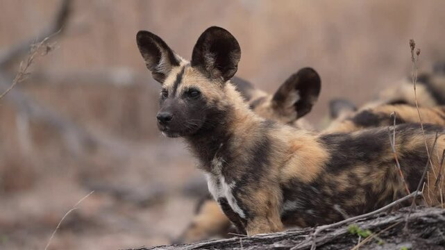 African wild dog (Lycaon pictus), also known as the painted dog or Cape hunting dog, is a wild canine native to sub-Saharan Africa, and considered an endangered species. Puppies watching for adults