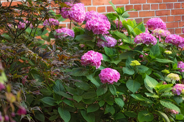Hydrangea flowers, outdoor or plants in bush, botanical garden and park or blooming in nature. Brick wall, blossom and countryside with botany for peace in ecosystem, wilderness and vegetation growth