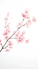 pink cherry blossom branch watercolor painting on white background