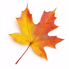 Obraz premium single autumn leaf isolated on white background perfect for fall or thanksgiving designs