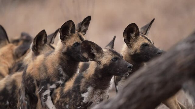 African wild dog (Lycaon pictus), also known as the painted dog or Cape hunting dog, is a wild canine native to sub-Saharan Africa, and considered an endangered species. Group of four month old pups