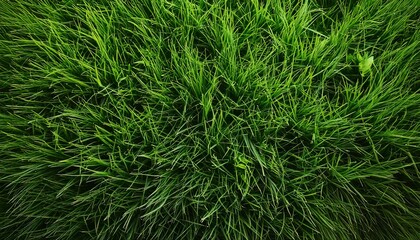 green grass texture