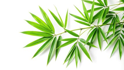 Fototapeta premium Bamboo leaf isolated on white background with clipping path