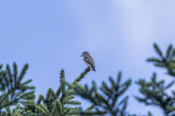 青空バックにのんびりくつろぐエゾビタキ