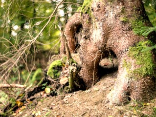 autumn in the forest