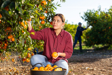 Hardworking farmer girl working in a fruit nursery plucks ripe tangerines from a tree