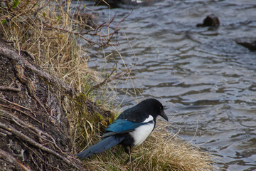 A Black-billed Magpie near Water